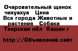 Очаровательный щенок чихуахуа › Цена ­ 40 000 - Все города Животные и растения » Собаки   . Тверская обл.,Кашин г.